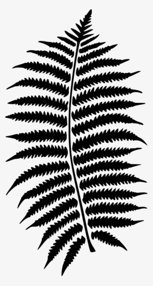 Download Png - Fern Png