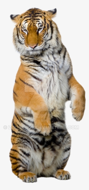 Sitting Tiger Png High-quality Image - Tiger Photo Transparent Background