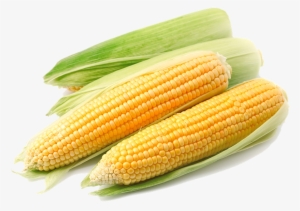 Corn Png File - Corn Png Transparent