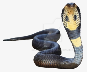 King Cobra Transparent Background - Transparent Background Snake Png