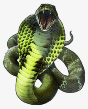 Report Abuse - King Cobra Snake Png