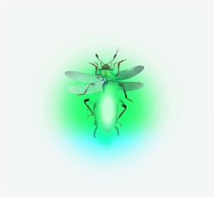 Firefly Lighteningbugs Fireflies - House Fly