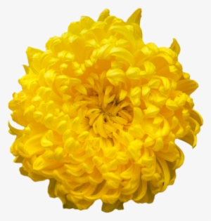 Chrysanthemum Png Clipart - Chrysanthemum Png
