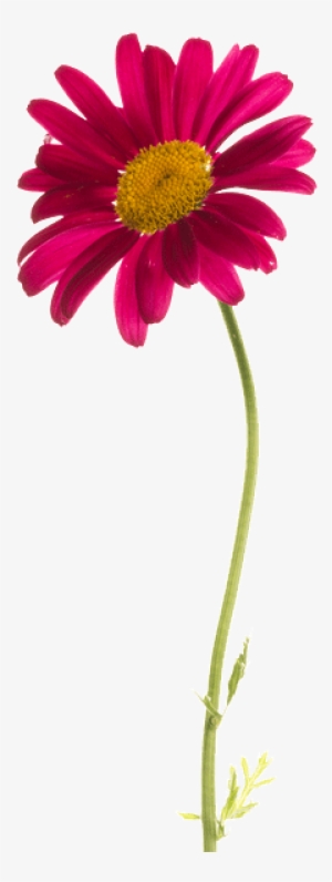 Chrysanthemum Ball - Marguerite Daisy