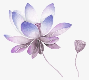 Clip Art Library Library Lilacs Drawing Lavender - Flor De Lotos Pra Pintar