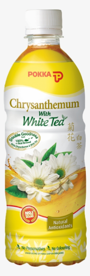 Chrysanthemum White Tea - Pokka White Chrysanthemum Tea