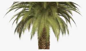 15 Palm Tree Png Clipart For Free Download On Mbtskoudsalg - Palm Tree