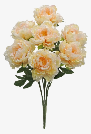Peach Peony Bush X7 Sale Item - Flower