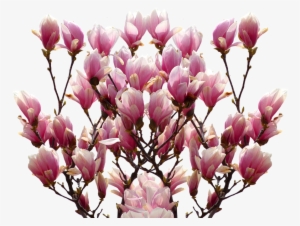 Magnolia, Spring, Nature, Blossom, Bloom, Pink, Bush - Magnolia Png