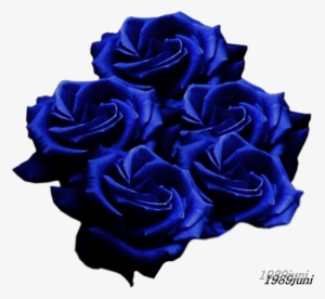Blue Roses Png
