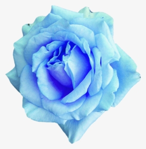 Sky Blue Rose 2 By Jeanicebartzen27-dajaj4a - Sky Blue Rose Flower