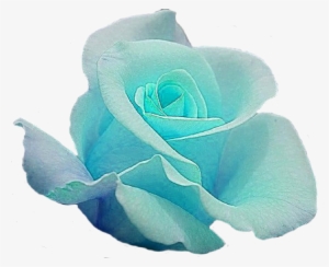 Blue Rose Garden Roses Cut Flowers - Blue