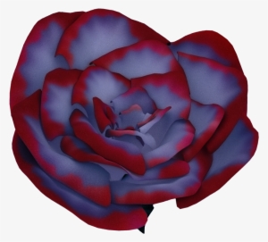 Blue-rose - Japanese Camellia