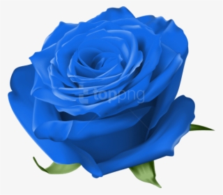 Blue Rose Transparent Image - Rose