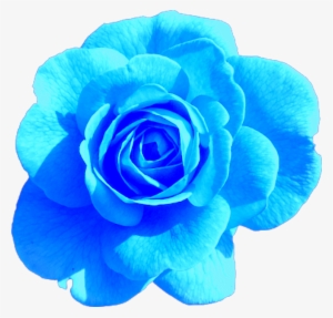 Sticker Blue Rose Aesthetic Tumblr Freetoedit Png Aesthetic - Hd Pink Rose Flower