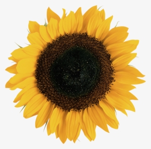 Sunflower Images Free Download - Sunflower Png