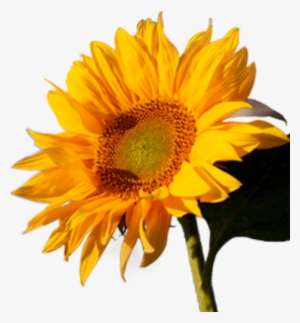 Sunflower Png Vector Download - Yunusça Okul Piyesleri Bilge Kültür Sanat