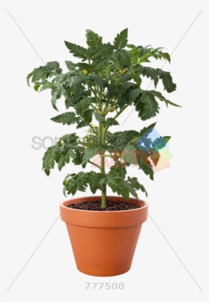 Stock Photo Of Pot Of Tomato Plant Isolated On Transparent - Plant In A Pot Transparent