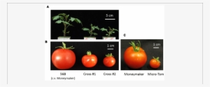 A Tomato Developed For Cultivation In A Closed Cultivation - Tomato