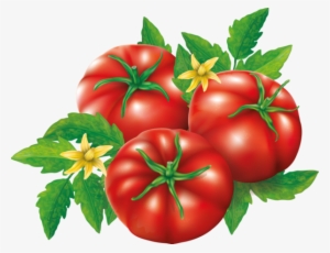 Comida, Frutas Bebidas Etc - Tomato