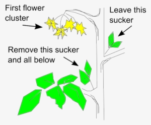 Tomato Pruning Diagram- I Learn Something New Every - Pruning Tomato Plants