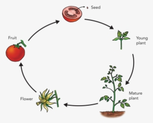 The Life Cycle Of A Tomato Plant - Life Cycle Of A Plant