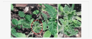 Naturally Infected Solanum Lycopersicum Plants Exhibiting - Begomovirus