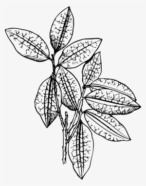 Images For > Tomato Plant Clip Art - Plant Clip Art