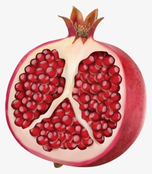 Pomegranate Vector