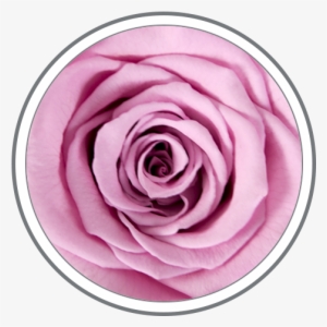 Custom Colors Are Available Upon Special Request - Garden Roses