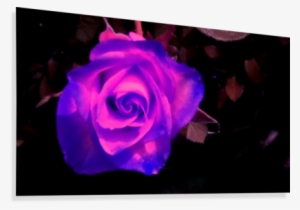 Purple Rose Canvas Print - Printing