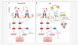 Schematic Outline Of Neuronal Insulin Signaling In - Insulin In Brain Alzheimers