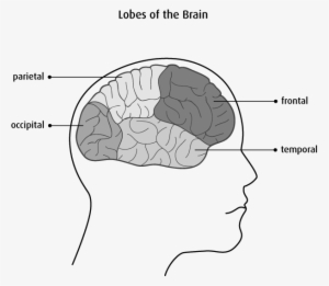Diagram Of The Lobes Of The Brain - Front Of The Brain Called