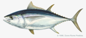 Found In Warm Temperate Waters Of The Atlantic, Pacific - Bigeye Patudo