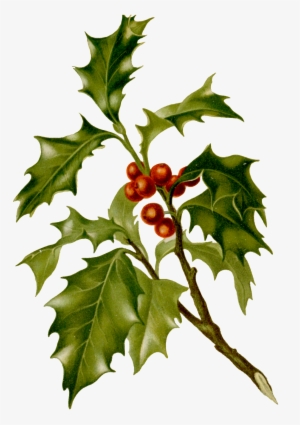 Watercolor Realistic Leaves Wild Fruit Transparent - Botanical Christmas Holly Napkin