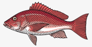 Snapper-1024x540 - Red Snapper Clipart