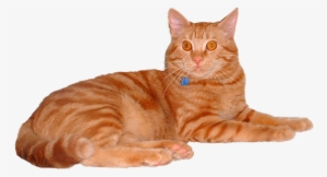 Feline Vaccines - Orange Tabby Cat Transparent Background