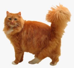 Orange Cat Png