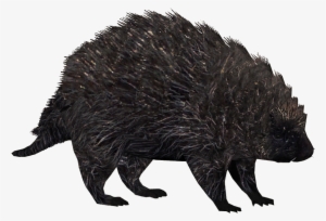 North American Porcupine 3 - North American Porcupine Figure