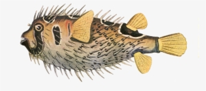Porcupine Fish - Porcupine Fish Png
