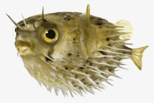 Porcupine Clip Art - Puffer Fish Transparent Background