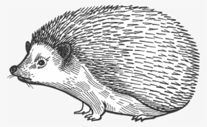 Barn Dei Mona Porcupine - Hedgehog
