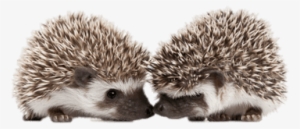 hedgehogs touching snouts - hedgehog baby png