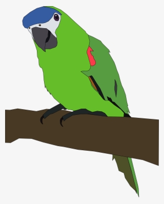 Free Parrot Psd Files, Vectors & Graphics - Starts With Letter B