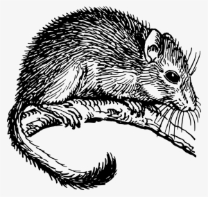 Big Image - Dormouse Drawing