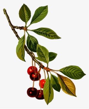 This Free Icons Png Design Of Sour Cherry Tree 2