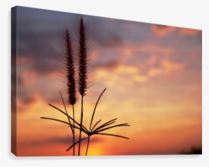Grass Front Of Sunset Sky Canvas Print - Printing