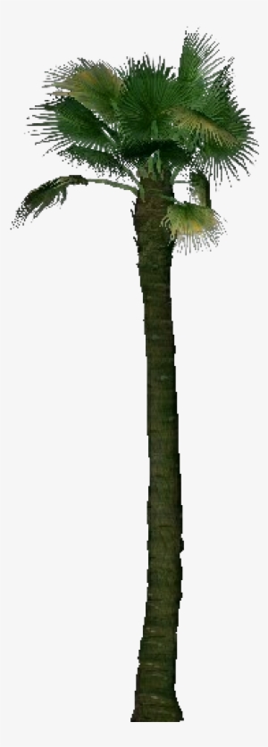 Washingtonia Filifera - Palm Tree Bim Png