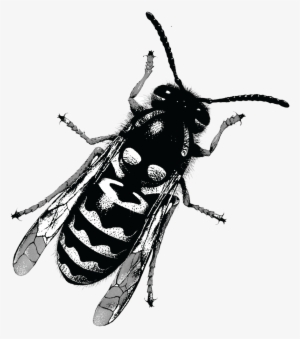 Yellow Jacket Was Conceptualized After A Tragic Robbery - Beetle