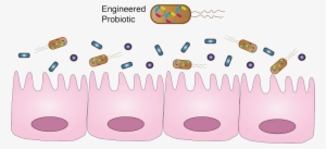 Engineered Probiotics As Living Medicine - Probiotic Synthetic Biology